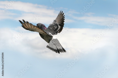 Pigeon in flight © Sue McDonald