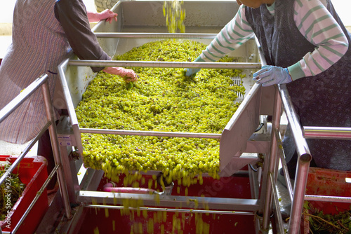 Tri du raisin après vendanges, Château Le Gay photo