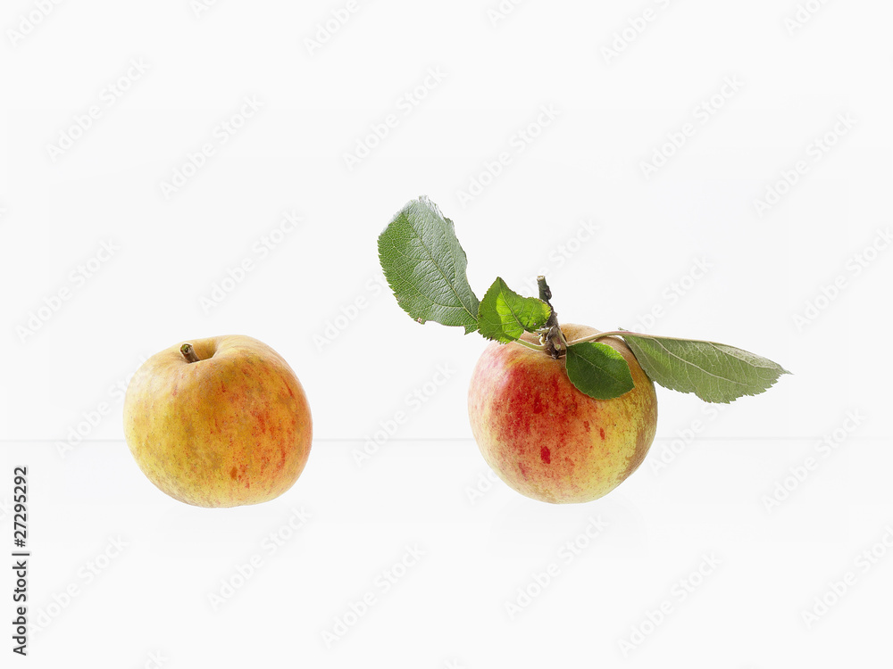 Pomme reinette du Canada