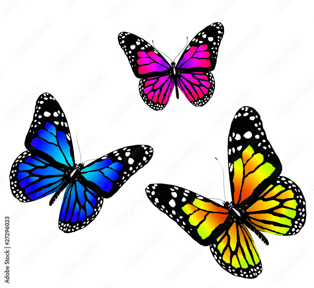 Three butterflies on a white background Three butterflies on a white background