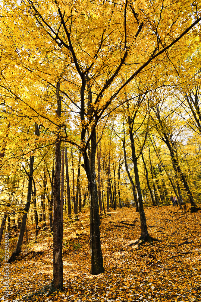 Fototapeta premium Autumnal landscape