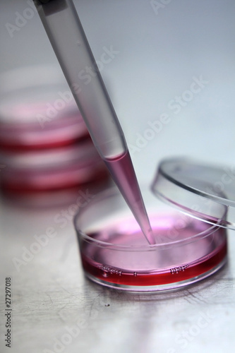 Cell culture