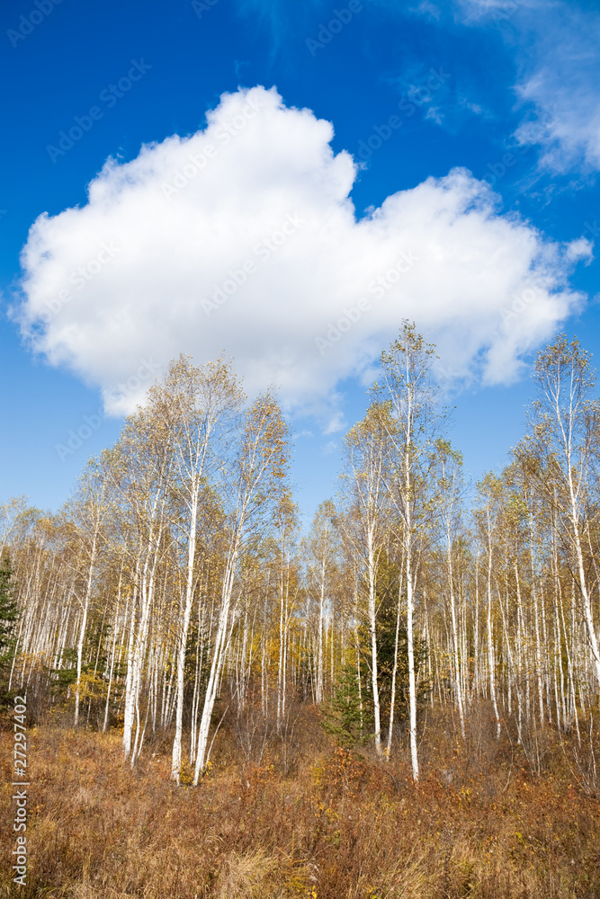 autumn forest autumn forest