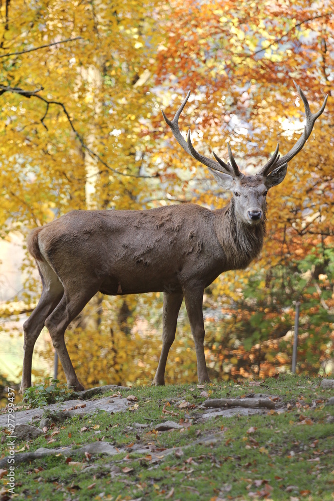 Herbst Rothirsch StockFoto Adobe Stock