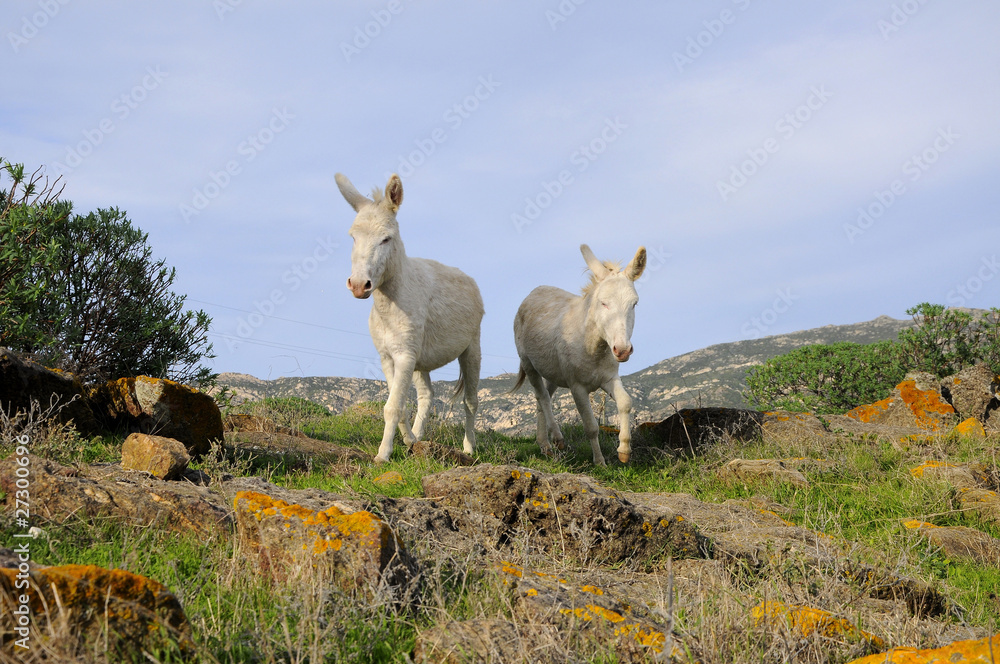 asino albino asinara