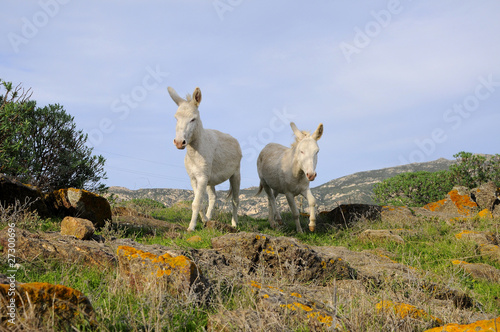 asino albino asinara photo