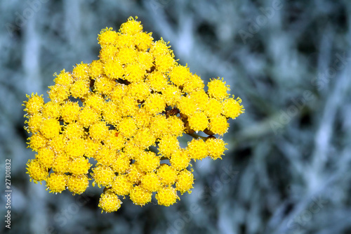 Helichrysum Italicum ou Immortelle d'Italie photo