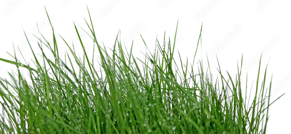 Fototapeta premium brins d'herbes