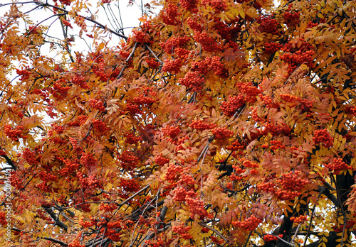 фотографія ash-berry tree, autumn wallpaper