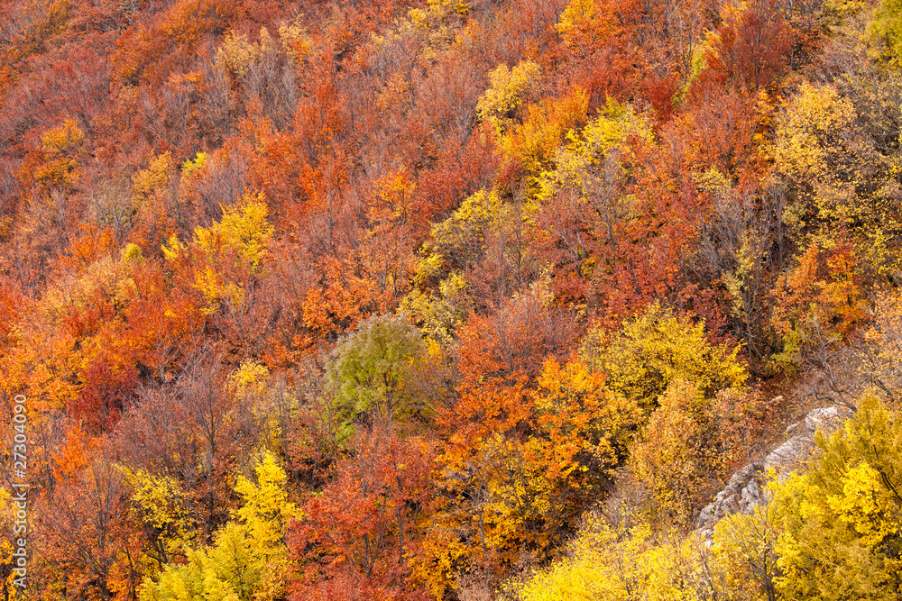 autumn trees on the mountain hills