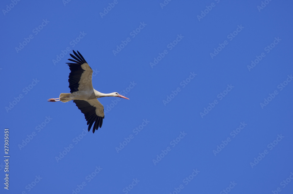 Stork Stork