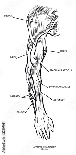 Arm Muscle Anatomy