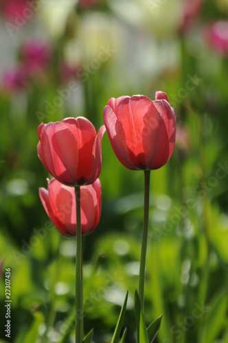 Tulpen