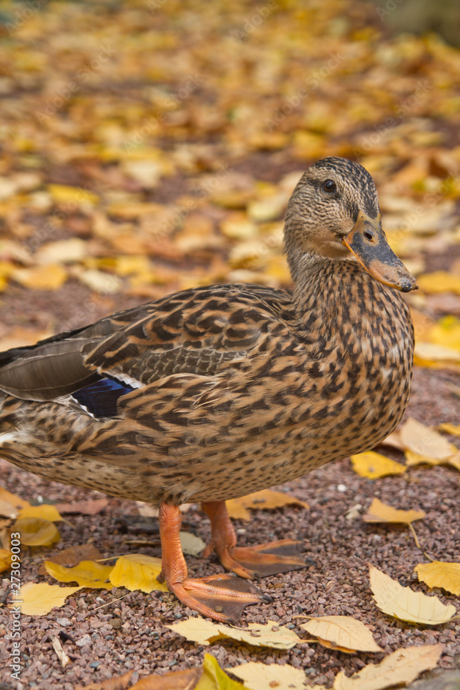 canard et feuilles mortes