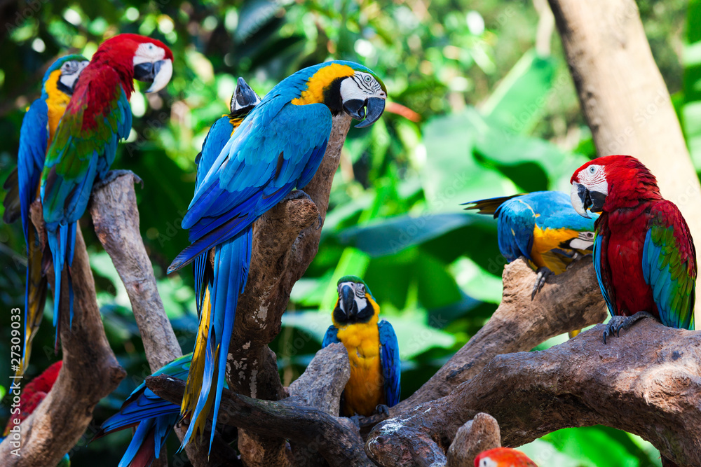Obraz premium grupowe papugi