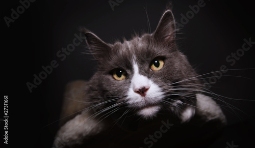 Maine-Coon-Katzen-Portrait