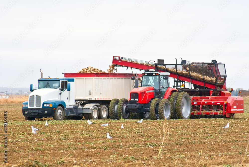 Naklejka premium A large tractor and semi-truck loading beets