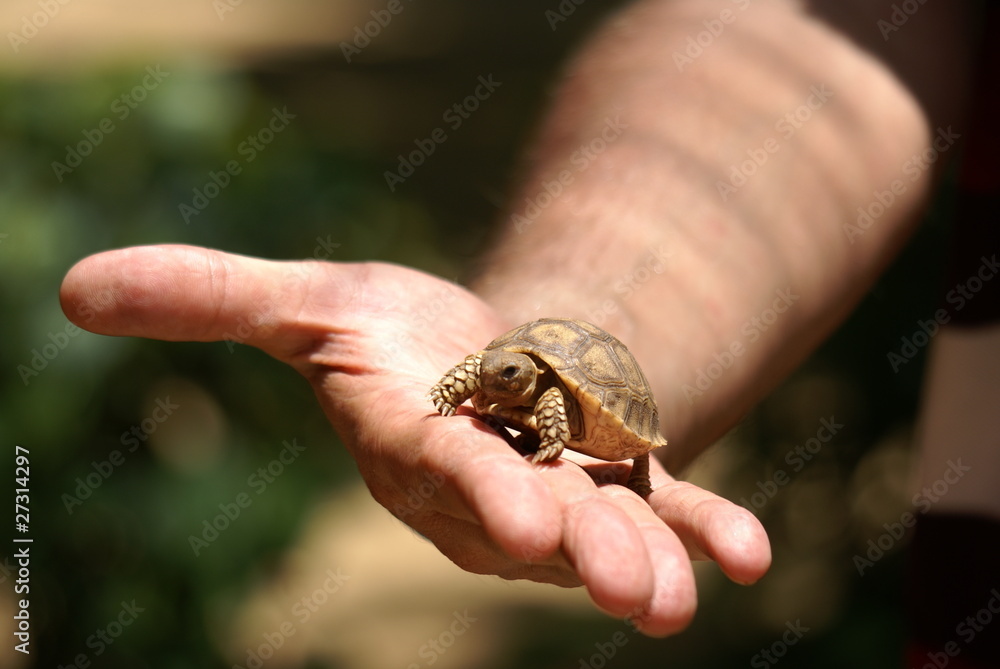 Senegal Turtle
