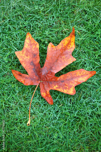 Autumn  Leaf on Grass