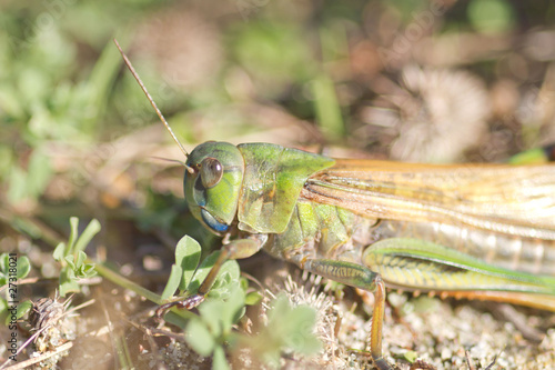 gros cricket vert © bolga2b