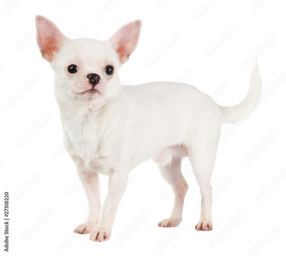 Chihuahua Chihuahua