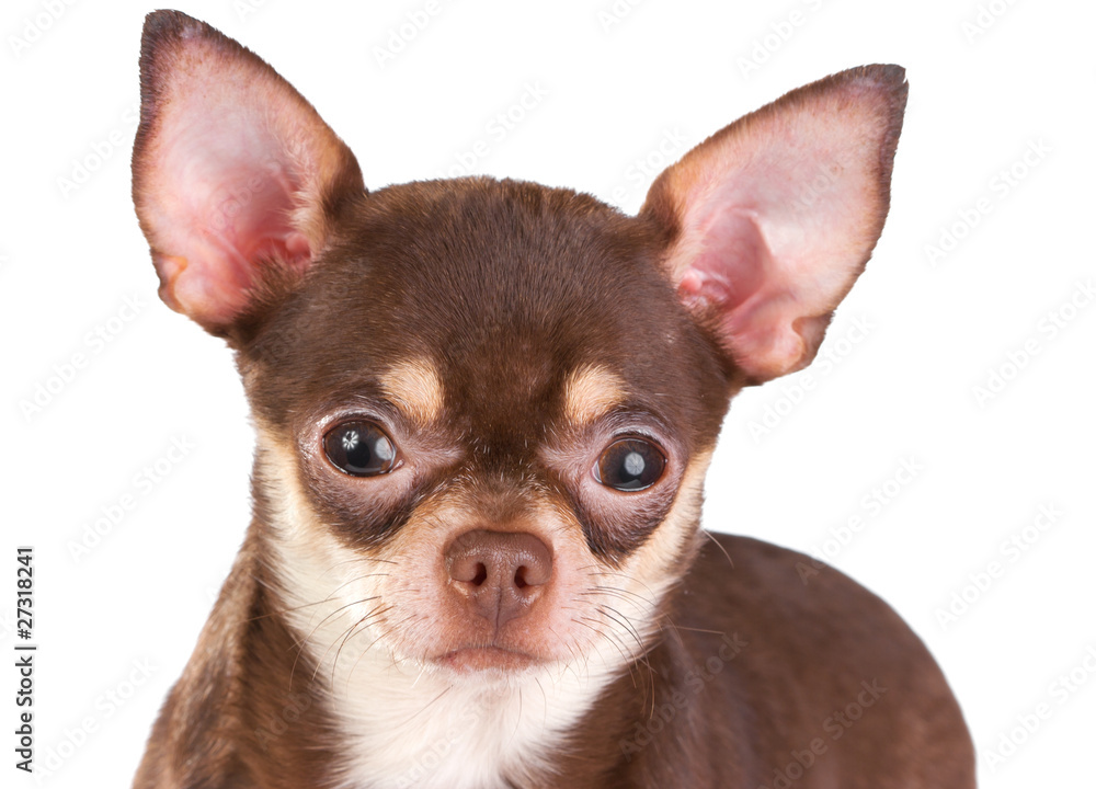 Chihuahua