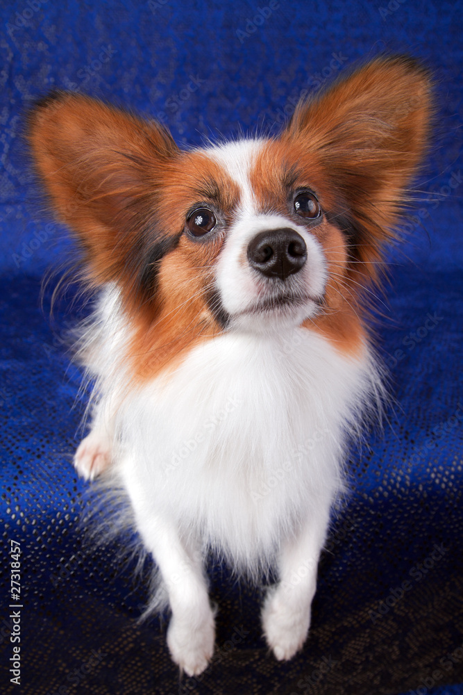 Papillon dog Papillon dog