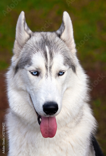 Siberian Husky © Sergey Lavrentev