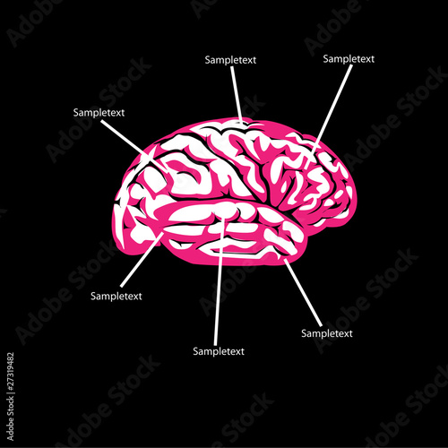 brain