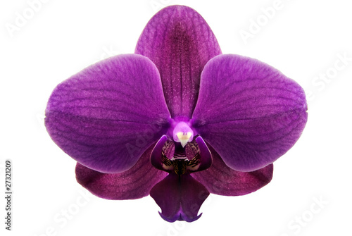 orchid phalaenopsis  Orchidaceae  - free