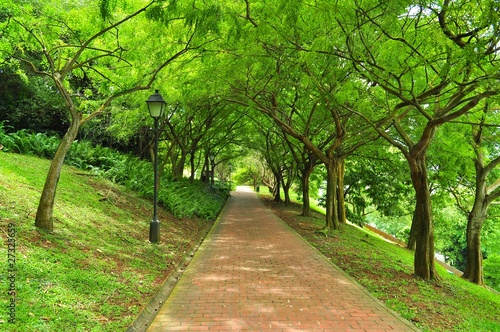 Fototapeta Naklejka Na Ścianę i Meble -  A pathway surrounded by lush greenery