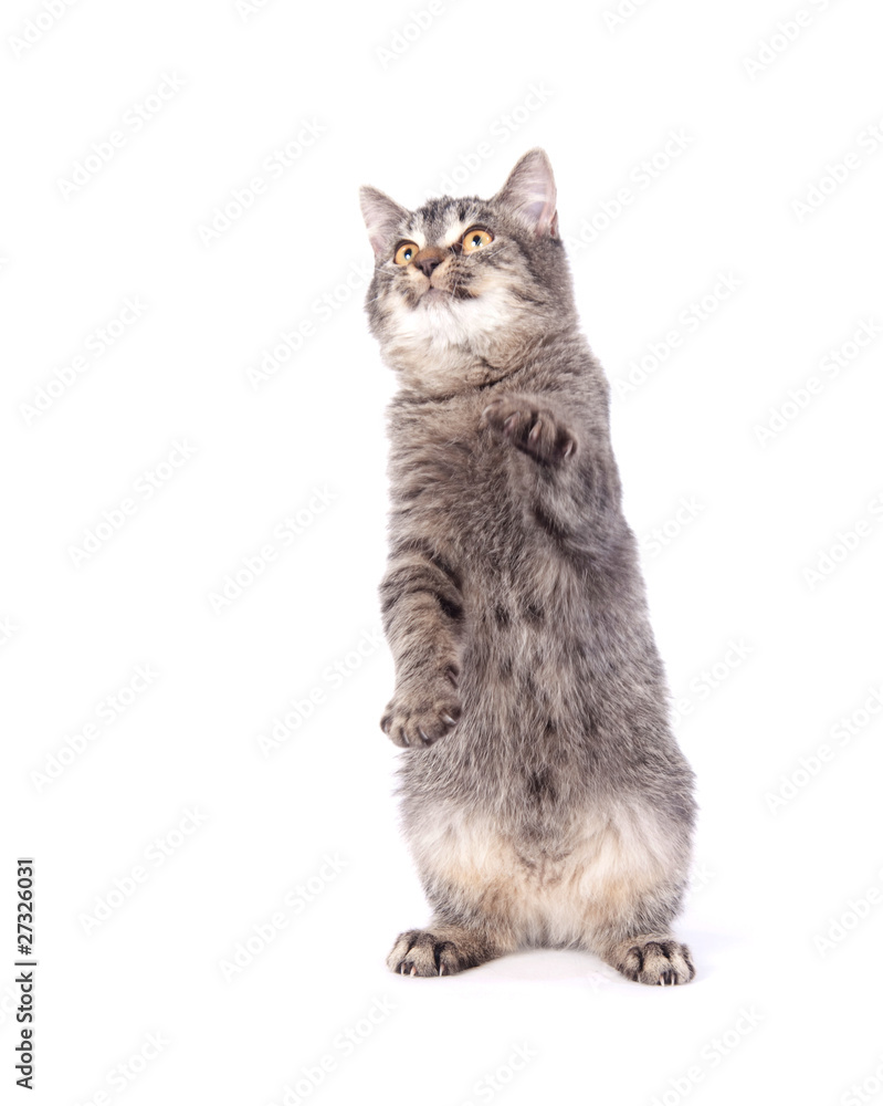 tabby cat playing on white background