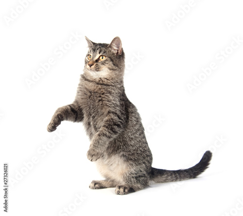 Canvas Print tabby cat playing on white background