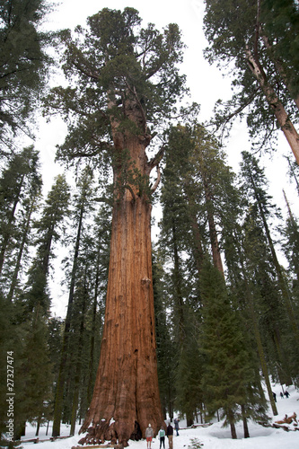General Sherman giant sequoia tree