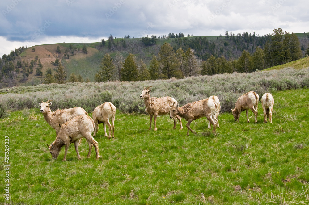 Pecore Bighorn