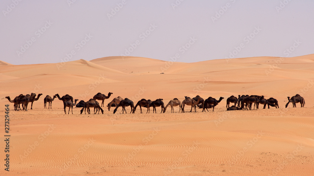 Empty Quarter Camels