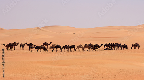Empty Quarter Camels