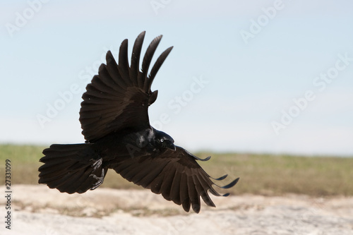 Black crow in flight with spread wings