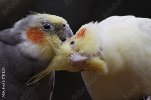 schmusende Nymphensittiche