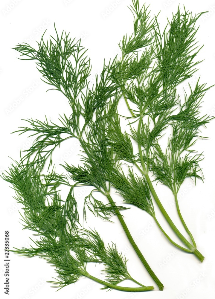 Obraz premium dill