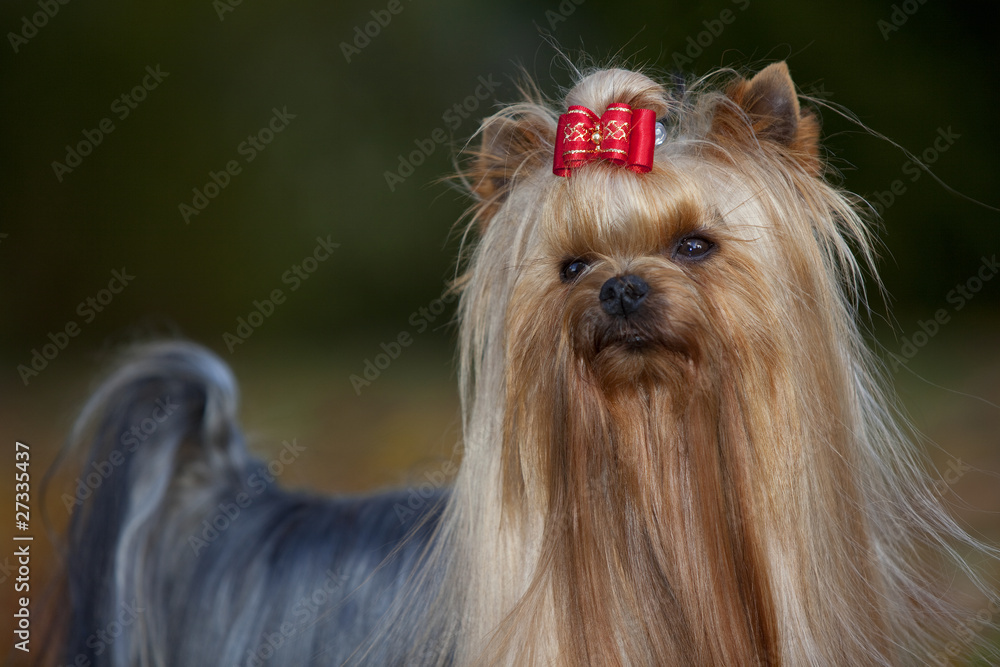 Naklejka premium piękny yorkshire terrier