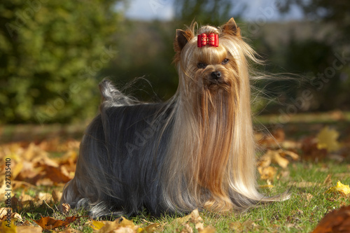 Fototapeta Naklejka Na Ścianę i Meble -  jolie lumière sur la robe soyeuse du yorkshire terrier