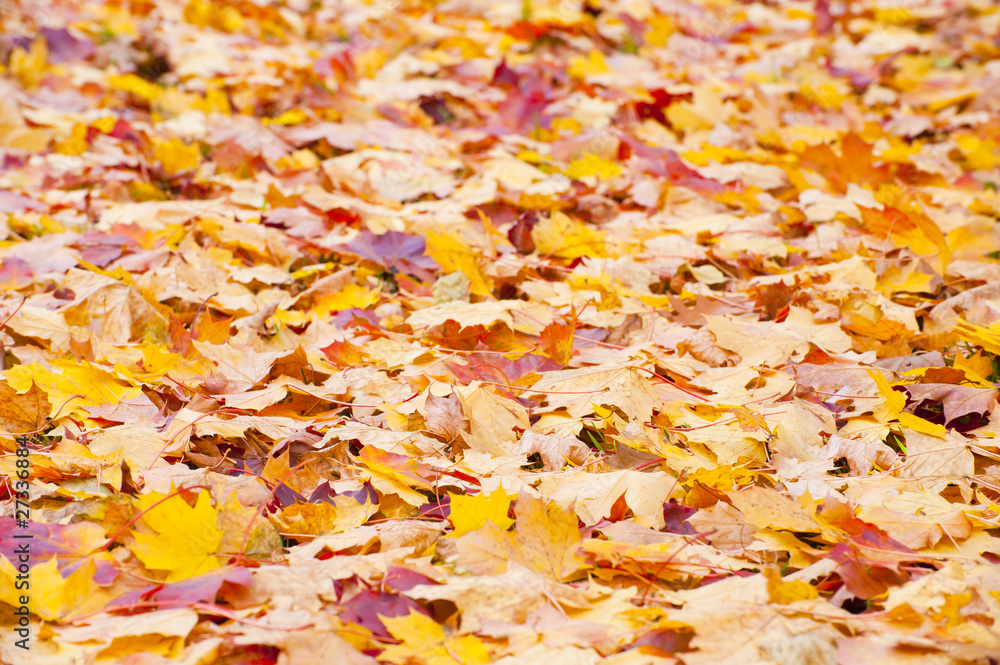 Herbstlich verfärbtes Ahornlaub auf der Erde Herbstlich verfärbtes Ahornlaub auf der Erde