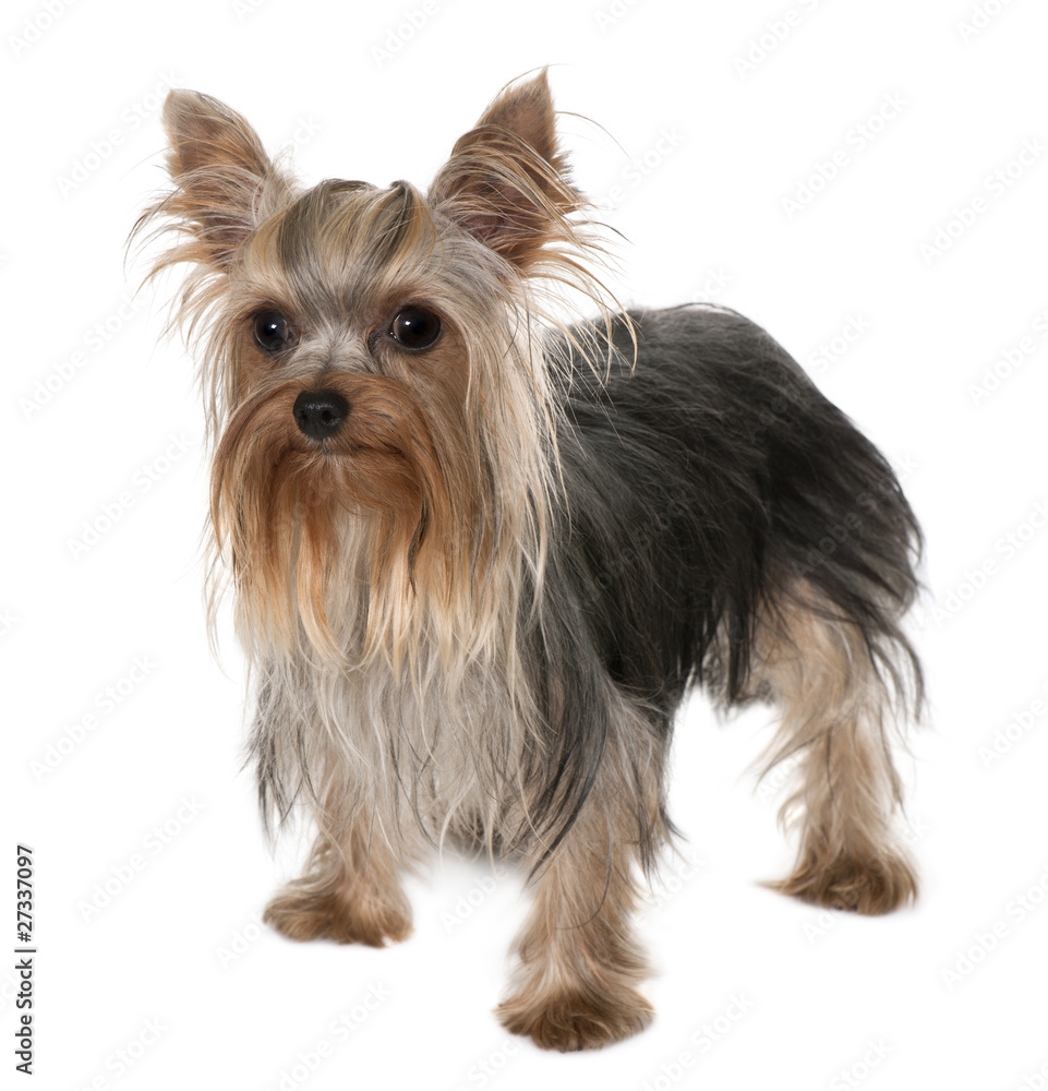 Yorkshire Terrier, 1 year old, standing Yorkshire Terrier, 1 year old, standing