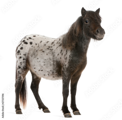 Appaloosa Miniature horse  Equus caballus  2 years old  standing