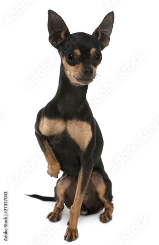 Prague Ratter or Prazsky krysarik, 2 years old,
