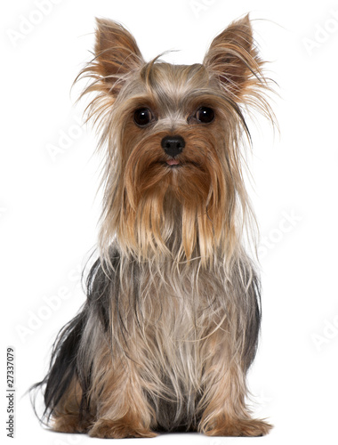 Yorkshire Terrier, 1 year old, sitting