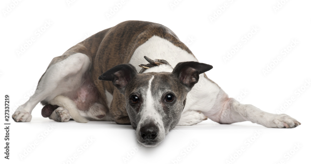 Whippet dog, 10 years old, lying in front of white background