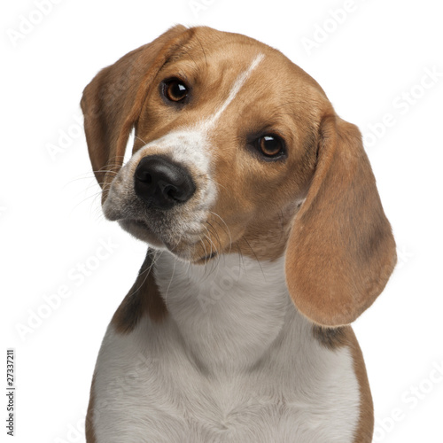 Tableau sur toile Beagle puppy, 6 months old, in front of white background
