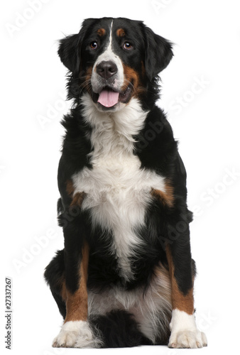 Fototapeta Naklejka Na Ścianę i Meble -  Bernese Mountain Dog, 16 months old, sitting